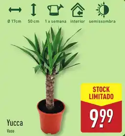 ALDI Yucca Vaso promoção
