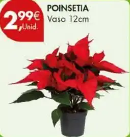 Pingo Doce Poinsetia promoção