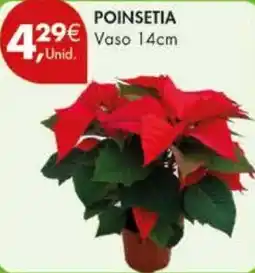 Pingo Doce Poinsetia promoção