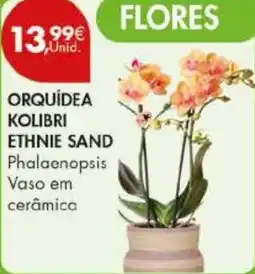 Pingo Doce Orquídea kolibri ethnie sand promoção