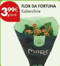 Pingo Doce Flor da fortuna kalanchoe promoção