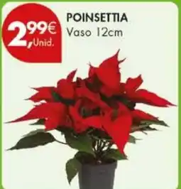 Pingo Doce Poinsettia Vaso 12cm promoção