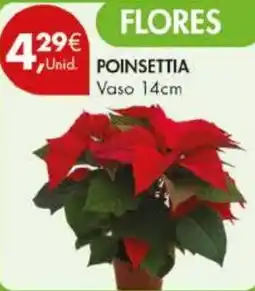 Pingo Doce POINSETTIA Vaso 14cm promoção