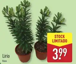 ALDI Lírio Vaso promoção