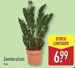 ALDI Zamioculcas Vaso promoção
