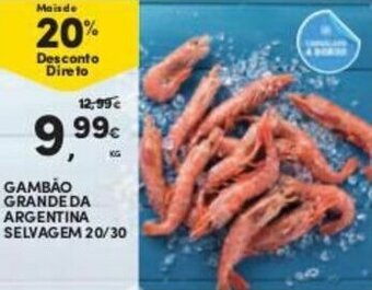Gambão Grande da Argentina Selvagem 20/30