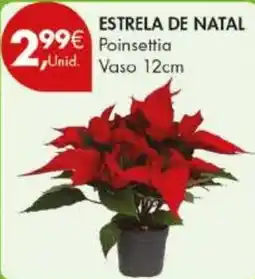 Pingo Doce Estrela de natal poinsettia unid. vaso 12cm promoção