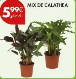 Pingo Doce Mix de calathea promoção