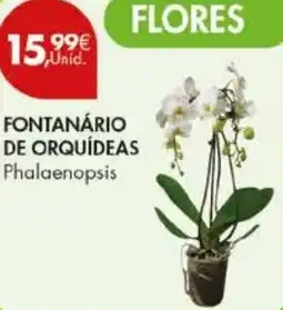 Pingo Doce Fontanário de orquídeas phalaenopsis promoção
