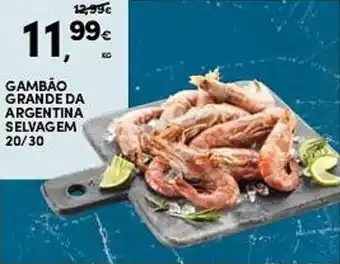 Continente Gambão grande da argentina selvagem 20/30 promoção