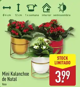 ALDI Mini Kalanchoe de Natal promoção