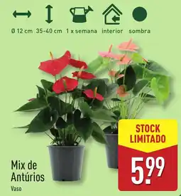 ALDI Mix de Antúrios promoção