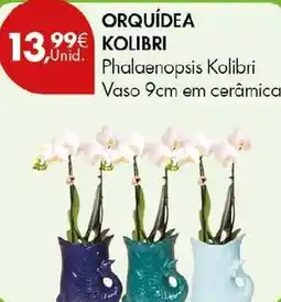 Pingo Doce Orquídea kolibri promoção