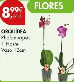 Pingo Doce Orquídea promoção