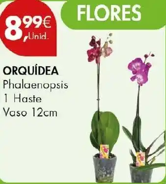 Orquídea