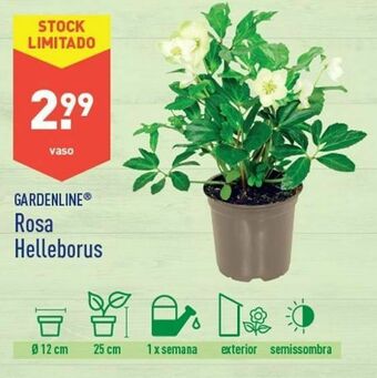 ALDI Rosa promoção