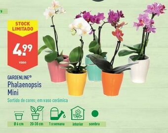 ALDI Plantas com flores promoção