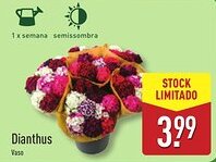 ALDI Dianthus Vaso promoção