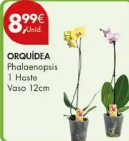 Pingo Doce ORQUÍDEA Phalaenopsis 1 Haste promoção