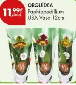 Pingo Doce ORQUÍDEA Paphiopedillium USA Vaso 12cm promoção