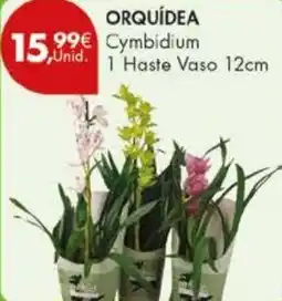 Pingo Doce ORQUÍDEA Cymbidium 1 Haste Vaso 12cm promoção