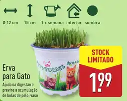 ALDI Erva para Gato promoção