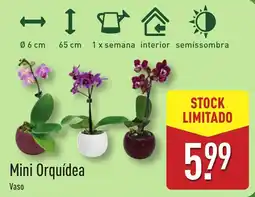 ALDI Mini Orquídea promoção