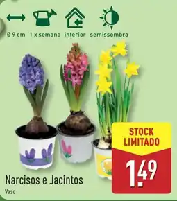 ALDI Narcisos e Jacintos promoção