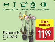 ALDI Phalaenopsis de 3 Hastes promoção