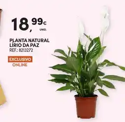 Continente Planta natural lirio da paz promoção