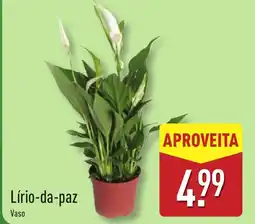 ALDI Lírio-da-paz Vaso promoção