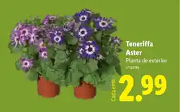Lidl Teneriffa Aster Planta de exterior promoção