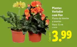 Lidl Plantas Variadas com Flor Planta de interior e exterior Vaso: 12 cm promoção