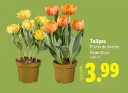 Lidl Tulipas Planta de interior Vaso: 12 cm promoção