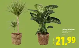 Lidl Sortido de Interior Planta de interior Vaso: 21 cm promoção