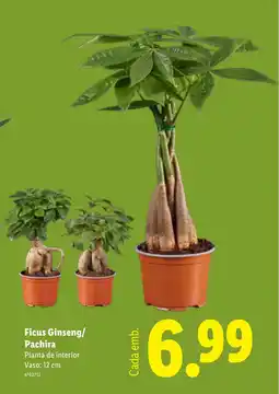 Lidl Ficus Ginseng/ Pachira Planta de interior Vaso: 12 cm promoção