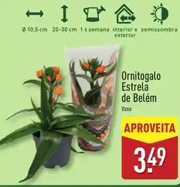 ALDI Ornitogalo Estrela de Belém promoção