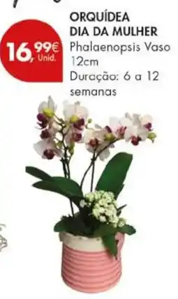 Pingo Doce Orquídea dia da mulher promoção