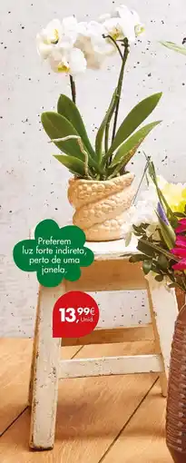 Pingo Doce Preferem luz forte indireta, perto de uma janela. promoção