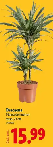 Lidl Dracaena Planta de interior Vaso: 21 cm promoção
