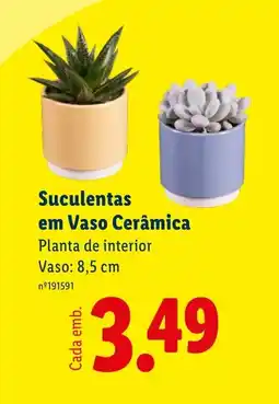 Lidl Suculentas em Vaso Cerâmica Planta de interior Vaso: 8,5 cm promoção