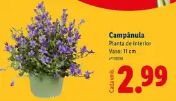 Lidl Campânula Planta de interior Vaso: 11 cm promoção