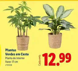 Lidl Plantas Verdes em Cesto Planta de interior Vaso: 17 cm promoção