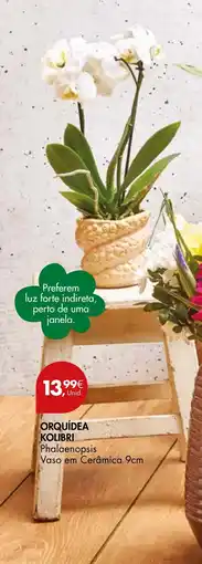 Pingo Doce Orquídea kolibri Phalaenopsis Vaso em Cerâmica 9cm promoção