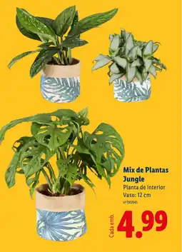Lidl Mix de Plantas Jungle Planta de interior Vaso: 12 cm promoção
