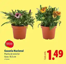 Lidl Gazania Nacional Planta de exterior Vaso: 10,5 cm promoção