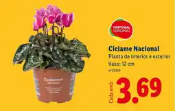 Lidl Ciclame Nacional Planta de interior e exterior Vaso: 12 cm promoção