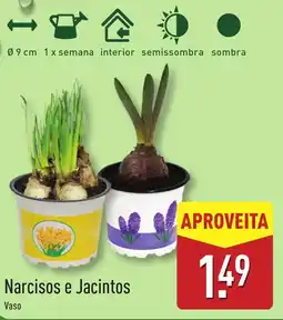 ALDI Narcisos e Jacintos Vaso promoção