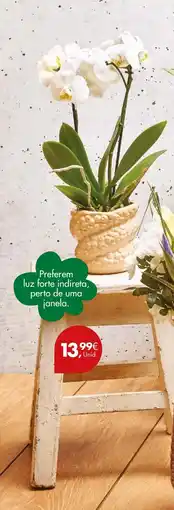 Pingo Doce Preferem luz forte indireta, perto de uma janela. promoção