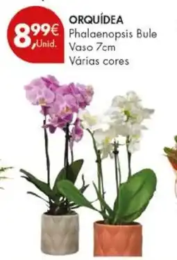 Pingo Doce ORQUÍDEA Phalaenopsis Bule Vaso 7cm promoção